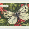Wood White.