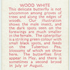 Wood White.