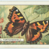 Small Tortoiseshell.