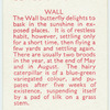 Wall.