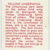 Yellow Underwing.