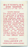 White Ermine.