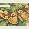 Peach Blossom.