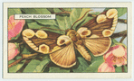 Peach Blossom.