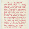 Peach Blossom.