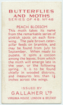 Peach Blossom.