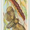 Goat moth and larva.