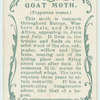 Goat moth and larva.