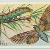 Pine-hawk moth & larva.