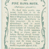 Pine-hawk moth & larva.