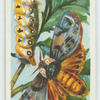 An Australian moth & larva.