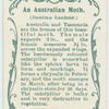 An Australian moth & larva.