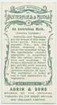 An Australian moth & larva.
