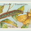 Lackey moth & larva.