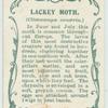Lackey moth & larva.