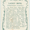 Lackey moth & larva.