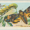 Death's-head hawk-moth & larva.