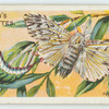 Puss moth & larva.