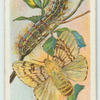 Gipsy moth & larva.