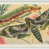 Oleander hawk-moth & larva.
