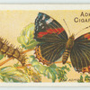 Red admiral butterfly & larva.