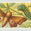A Mexican moth & larva.