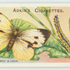 Large white butterfly & larva.