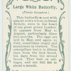Large white butterfly & larva.