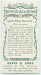 Large white butterfly & larva.