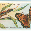 Large tortoise-shell butterfly & larva.