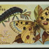 Apollo butterfly & larva.