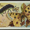 Apollo butterfly & larva.
