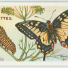 Swallow-tail butterfly & larva.