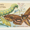 Privet hawk-moth & larva.