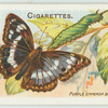 Purple emperor butterfly & larva.