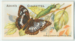 Purple emperor butterfly & larva.