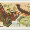 Peacock butterfly & larva.