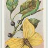 Brimstone butterfly & larva.