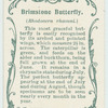 Brimstone butterfly & larva.