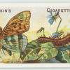 Silver-washed fritillary & larva.