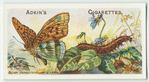 Silver-washed fritillary & larva.