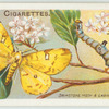 Brimstone moth & larva.