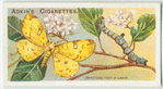 Brimstone moth & larva.