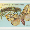 Black arches moth & larva.