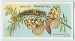 Black arches moth & larva.