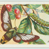 Bee hawk-moth & larva.