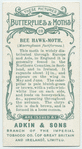 Bee hawk-moth & larva.
