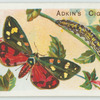 Scarlet tiger-moth & larva.