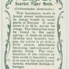 Scarlet tiger-moth & larva.