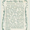 Scarlet tiger-moth & larva.